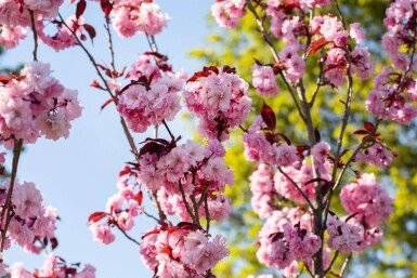 Prunus serrulata 'Royal Burgundy' mehrstämmig 200-250