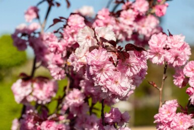 Prunus serrulata 'Royal Burgundy' mehrstämmig 200-250