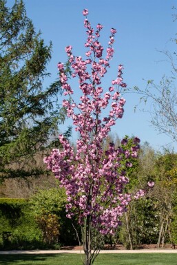 Prunus serrulata 'Royal Burgundy' mehrstämmig 200-250