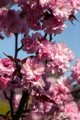 Prunus serrulata 'Royal Burgundy' halbstamm 120cm Stamm