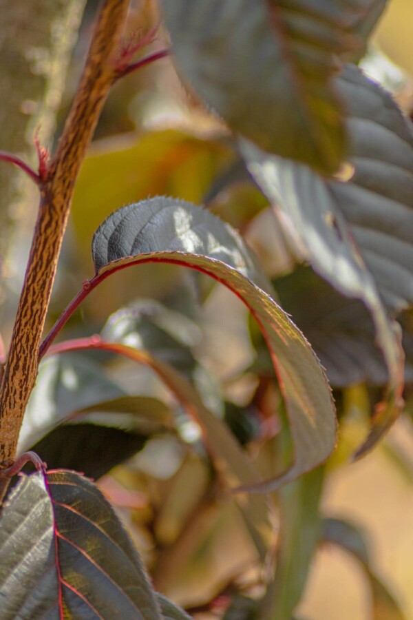 Prunus 'Royal Burgundy' HA 120 P/K Prunus serrulata 'Royal Burgundy' Halbstamm 120cm Stamm