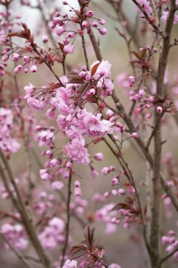 Prunus serrulata 'Royal Burgundy' halbstamm 120cm Stamm