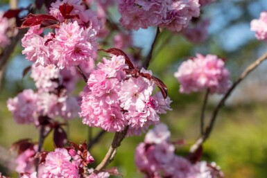 Prunus serrulata 'Royal Burgundy' halbstamm 120cm Stamm