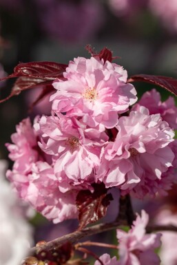 Prunus serrulata 'Royal Burgundy' halbstamm 120cm Stamm