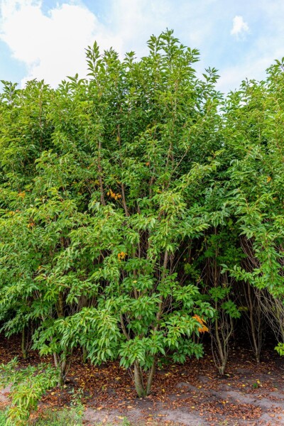 Prunus serrulata 'Sunset Boulevard' Prunus serrulata 'Sunset Boulevard'