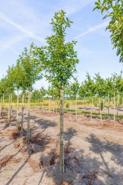 Prunus serrulata 'Sunset Boulevard' hoogstam