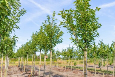 Prunus serrulata 'Sunset Boulevard' hochstamm 10/12