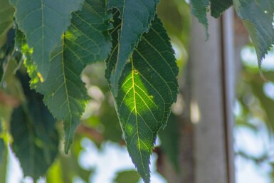 Prunus serrulata 'Sunset Boulevard' hochstamm 10/12