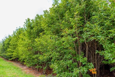 Prunus serrulata 'Sunset Boulevard' mehrstämmig 200-250