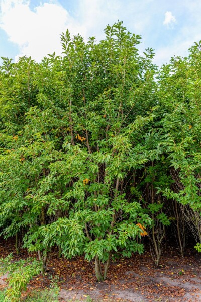 Prunus serrulata 'Sunset Boulevard' meerstammig