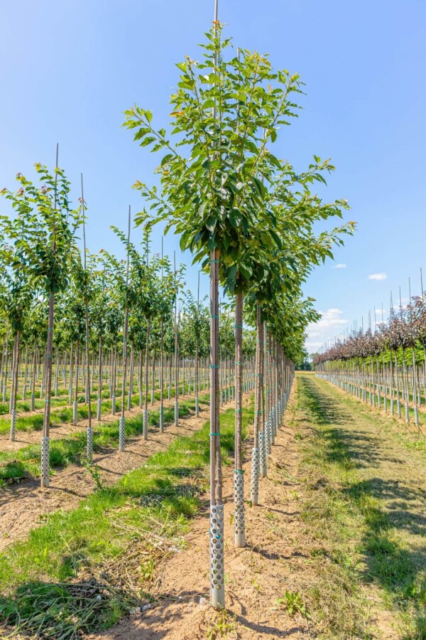 Prunus serrulata 'Taihaku' Prunus serrulata 'Taihaku'