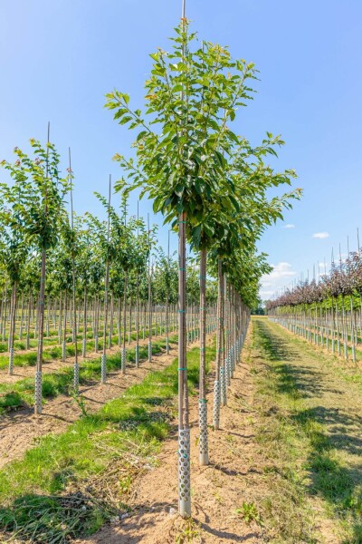 Prunus serrulata 'Taihaku' Prunus serrulata 'Taihaku'
