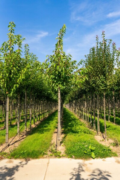 Prunus serrulata 'Taihaku' Hochstamm Prunus serrulata 'Taihaku' Hochstamm