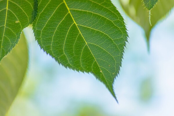 Prunus serrulata 'Taihaku' meerstammig