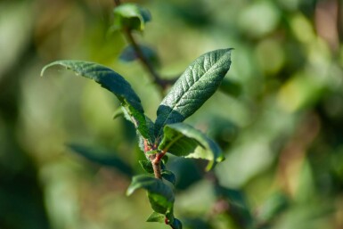 Prunus spinosa