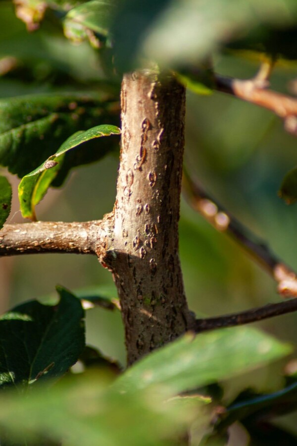 Prunus spinosa Prunus spinosa