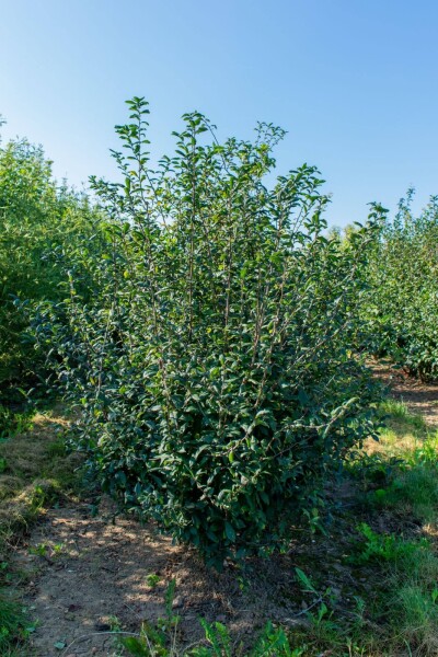 Prunus spinosa meerstammig