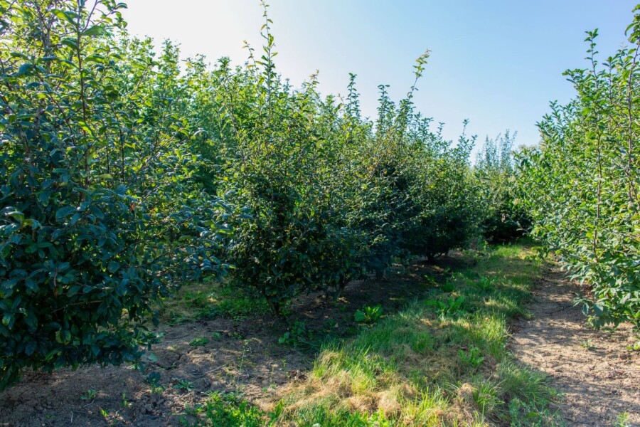 Prunus spinosa ME 200-250 P/K Prunus spinosa Mehrstämmig 200-250