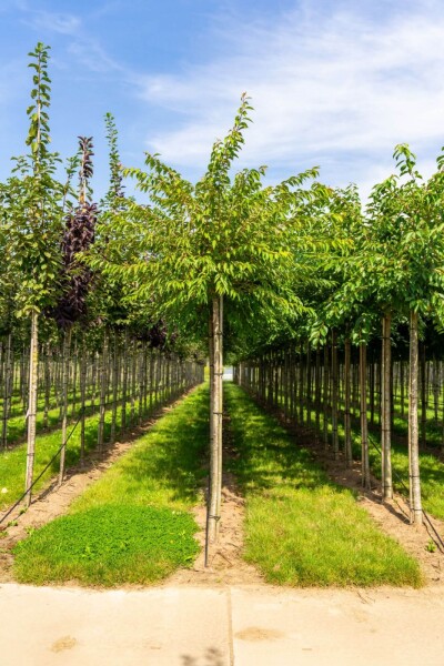 Prunus x subhirtella 'Autumnalis' Prunus x subhirtella 'Autumnalis'