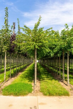 Prunus subhirtella 'Autumnalis' Prunus x subhirtella 'Autumnalis'