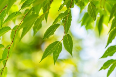 Prunus subhirtella 'Autumnalis' Prunus x subhirtella 'Autumnalis'