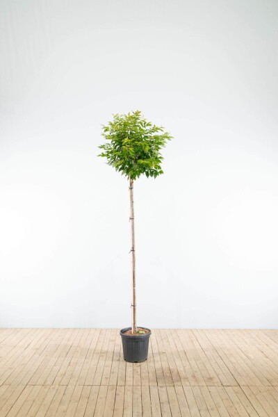 Prunus x subhirtella 'Autumnalis' hoogstam Prunus x subhirtella 'Autumnalis' hoogstam