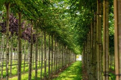 Prunus x subhirtella 'Autumnalis' hochstamm 8/10 225cm Stamm