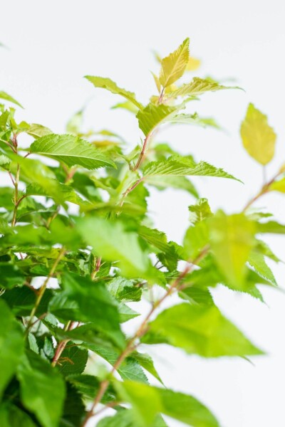 Prunus x subhirtella 'Autumnalis' Stammbusch Prunus x subhirtella 'Autumnalis' Stammbusch