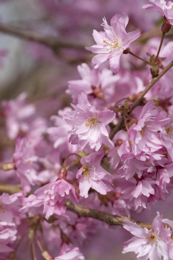 Prunus 'Autumnalis' BE 6-8 P/K Prunus x subhirtella 'Autumnalis' Stammbusch 6-8