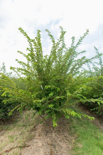 Prunus x subhirtella 'Autumnalis' mehrstämmig