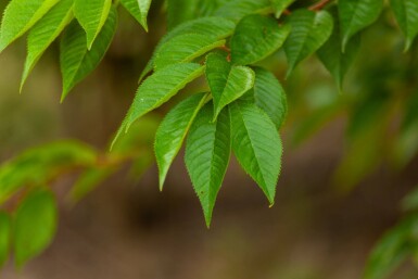 Prunus x subhirtella 'Autumnalis' mehrstämmig 200-250