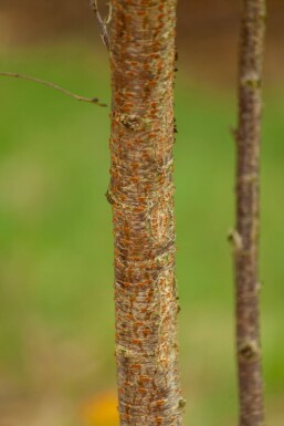 Prunus x subhirtella 'Autumnalis' mehrstämmig 200-250