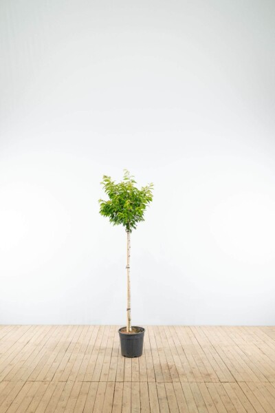 Prunus x subhirtella 'Autumnalis' halfstam Prunus x subhirtella 'Autumnalis' halfstam