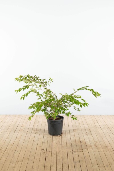 Prunus x subhirtella 'Autumnalis' Strauch Prunus x subhirtella 'Autumnalis' Strauch