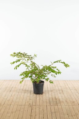 Prunus 'Autumnalis' ST 60-80 P/K Prunus x subhirtella 'Autumnalis' Strauch 60-80