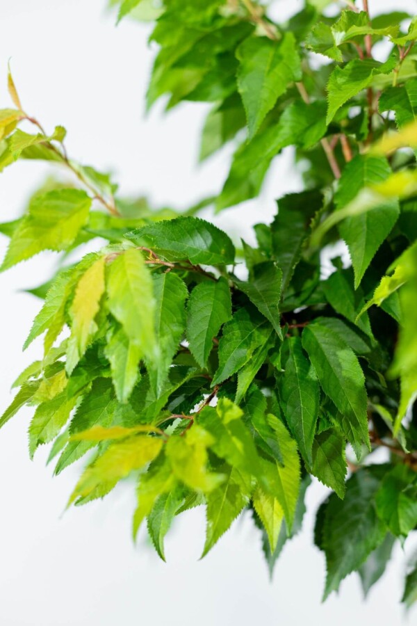 Prunus 'Autumnalis' ST 60-80 P/K Prunus x subhirtella 'Autumnalis' Strauch 60-80