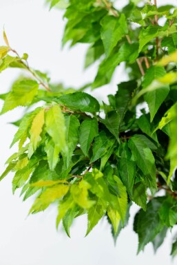 Prunus 'Autumnalis' ST 60-80 P/K Prunus x subhirtella 'Autumnalis' Strauch 60-80