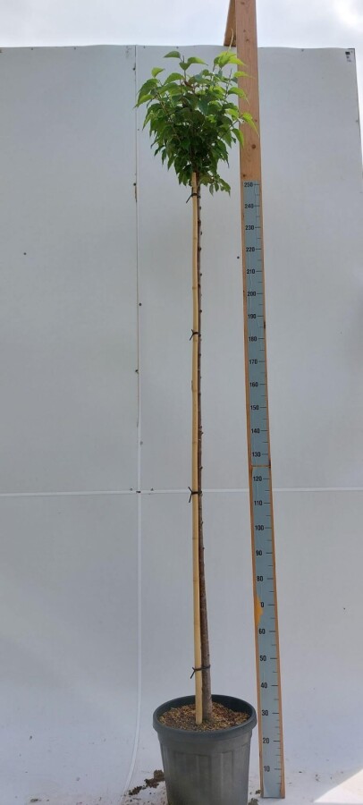 Prunus Autum Rosea HO 180 cm Prunus x subhirtella 'Autumnalis Rosea' Hochstamm 180 cm