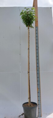 Prunus Autum Rosea HO 180 cm Prunus x subhirtella 'Autumnalis Rosea' Hochstamm 180 cm