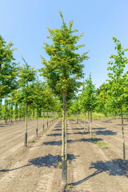 Prunus x subhirtella 'Autumnalis Rosea' hochstamm 8/10 180cm Stamm