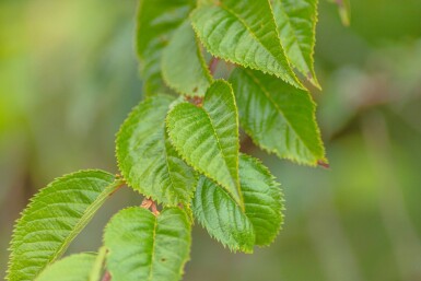 Prunus x subhirtella 'Autumnalis Rosea' mehrstämmig 200-250