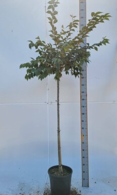 Prunus x subhirtella 'Autumnalis Rosea' halbstamm 120cm Stamm