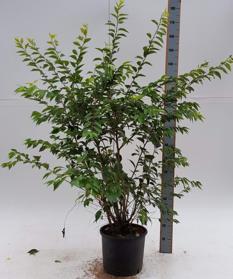 Prunus Autum Rosea ST 80-100 P/K Prunus x subhirtella 'Autumnalis Rosea' Strauch 80-100