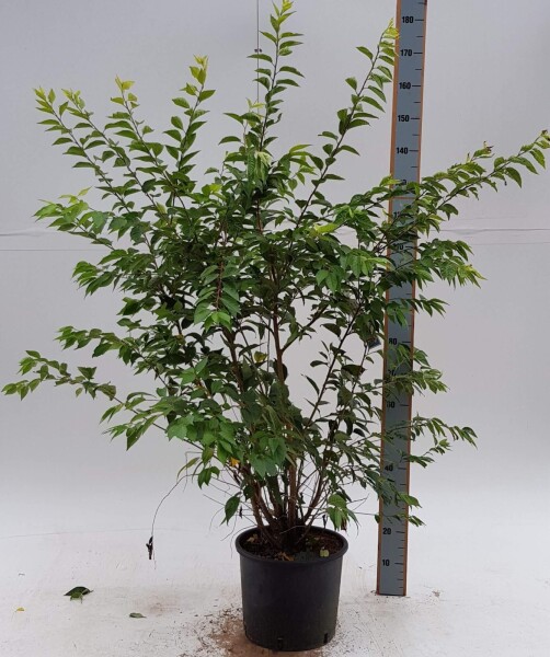 Prunus x subhirtella 'Autumnalis Rosea' Strauch Prunus x subhirtella 'Autumnalis Rosea' Strauch