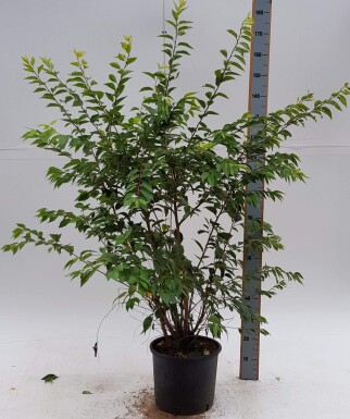 Prunus Autum Rosea ST 80-100 P/K Prunus x subhirtella 'Autumnalis Rosea' Strauch 80-100