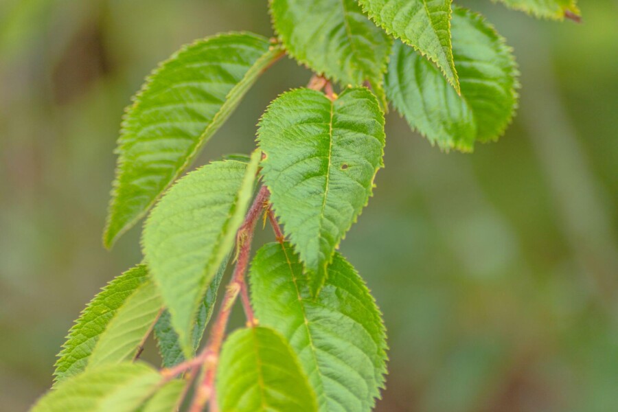 Prunus Autum Rosea ST 80-100 P/K Prunus x subhirtella 'Autumnalis Rosea' Strauch 80-100