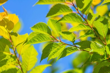 Prunus Autum Rosea ST 80-100 P/K Prunus x subhirtella 'Autumnalis Rosea' Strauch 80-100