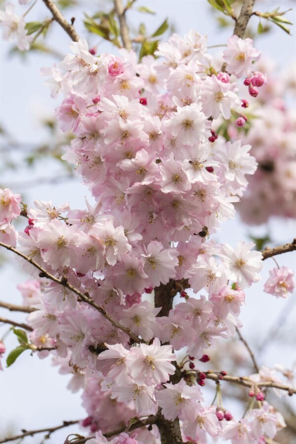 Prunus Autum Rosea ST 80-100 P/K Prunus x subhirtella 'Autumnalis Rosea' Strauch 80-100