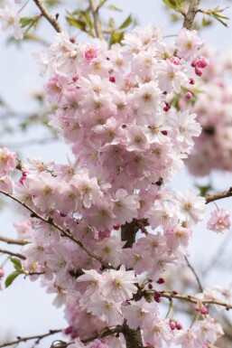 Prunus Autum Rosea ST 80-100 P/K Prunus x subhirtella 'Autumnalis Rosea' Strauch 80-100