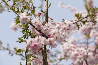 Prunus Autum Rosea ST 80-100 P/K Prunus x subhirtella 'Autumnalis Rosea' Strauch 80-100